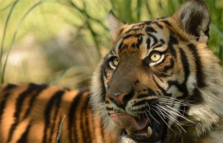 属虎最忌农历几月出生