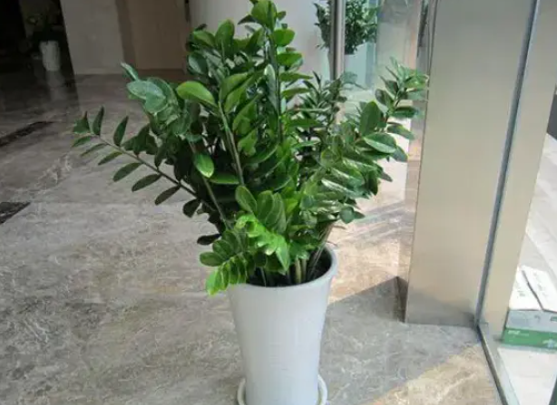 金钱树的生长期是什么时候