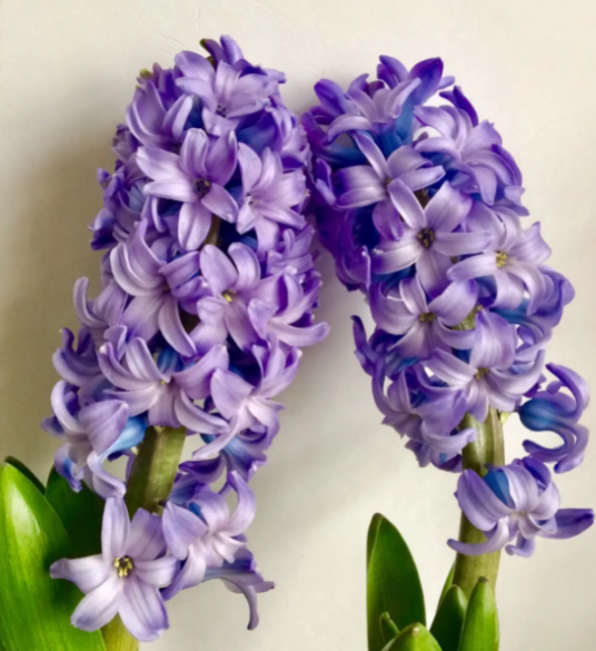 风信子一年开几次花