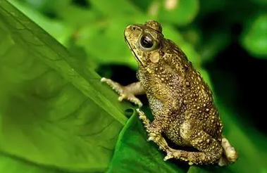 蟾蜍读音是什么