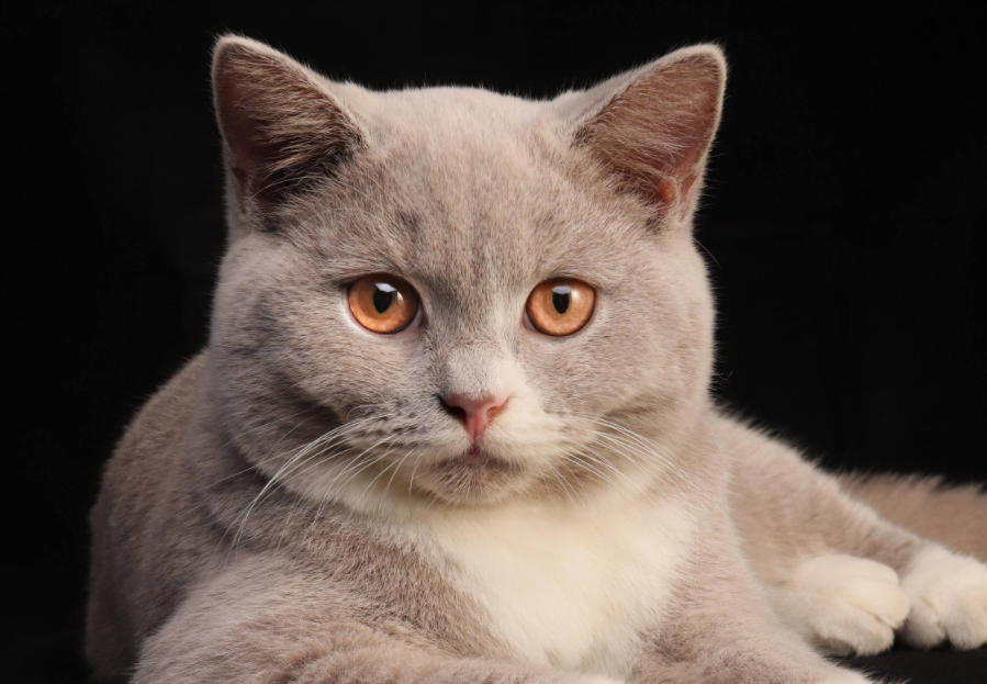 为什么公猫绝育后讨厌主人?