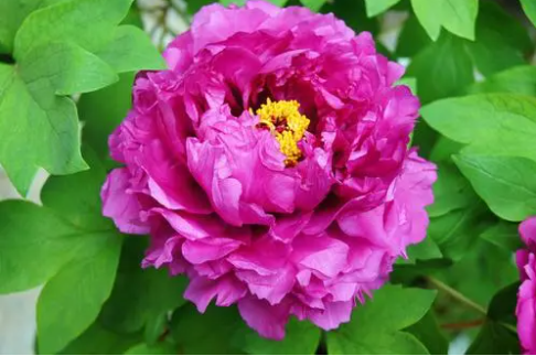 芍药与牡丹的区别是什么