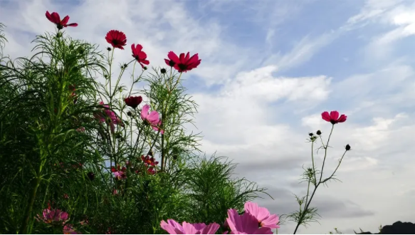 春天是几月到几月？