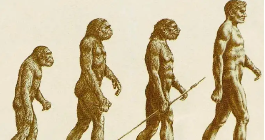 人类是不是动物