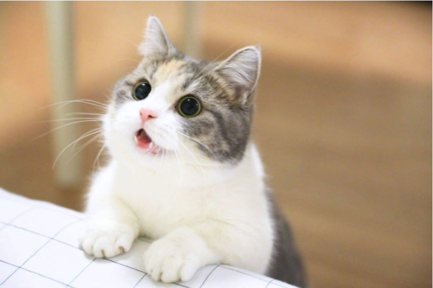 七个月的猫多重才正常