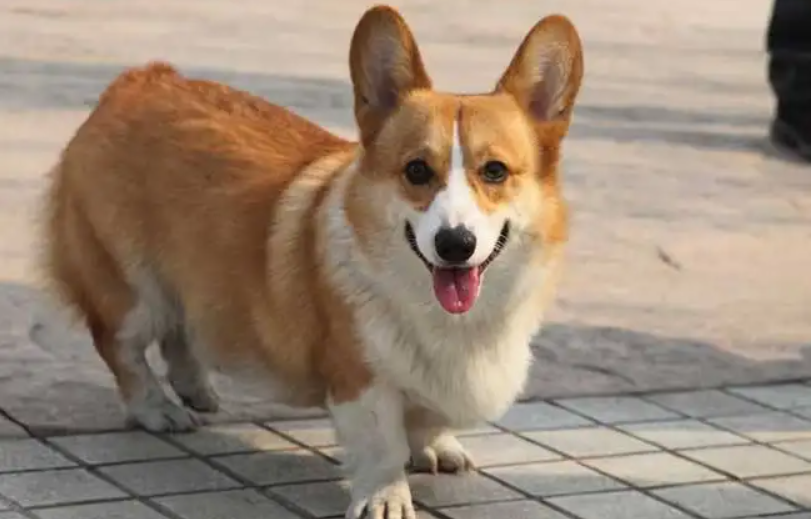 哪种狗最受女人欢迎