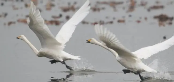 天鹅是国家几级保护动物呢
