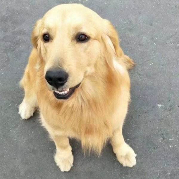 四个月的金毛有多重