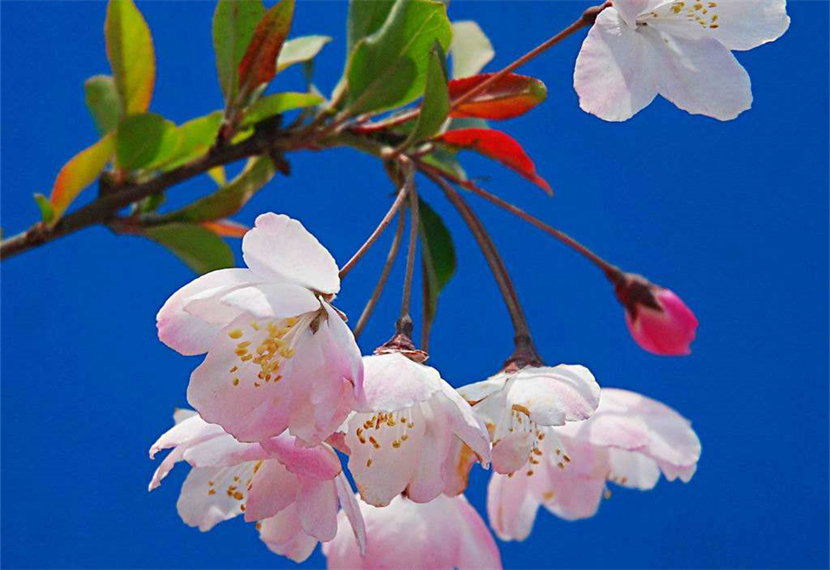 什么生肖属桃花