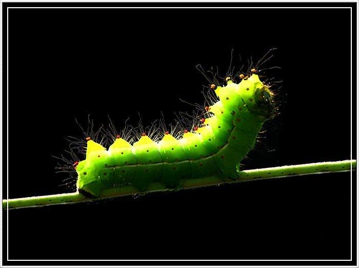 蠕动的拼音是什么