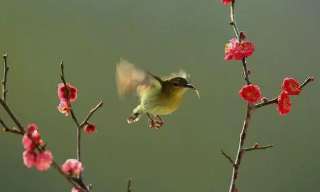 花香鸟语的意思是什么