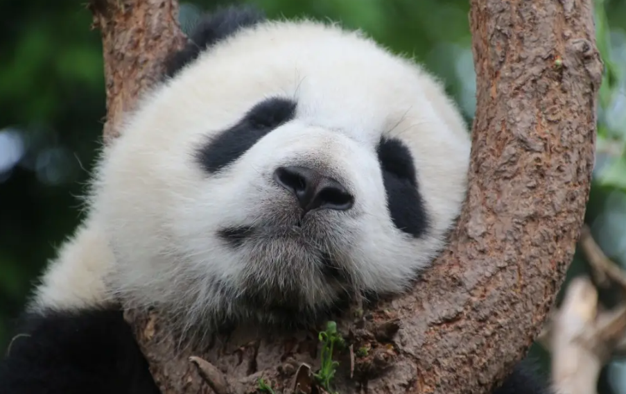 大熊猫为什么是中国的国宝？