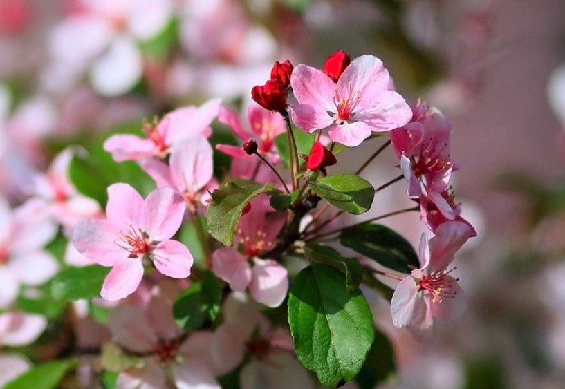 海棠花几月开花呢
