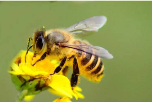 蜜蜂的作者是谁