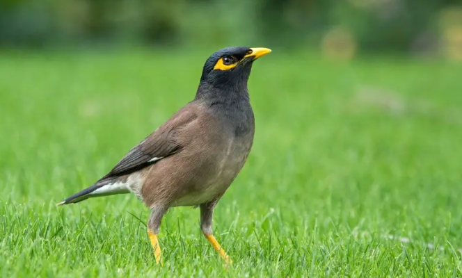 八哥鸟是不是国家保护动物