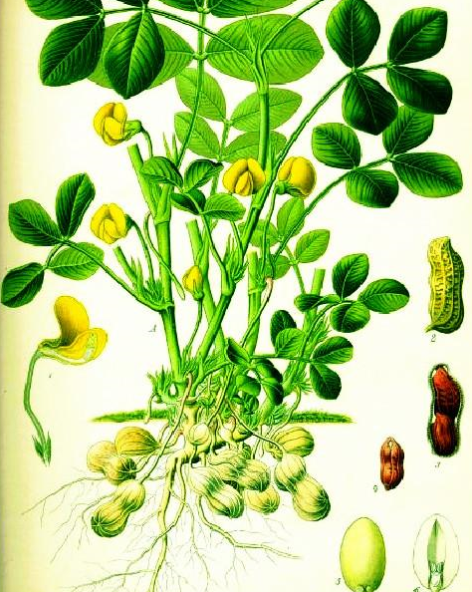 落花生的作者是谁