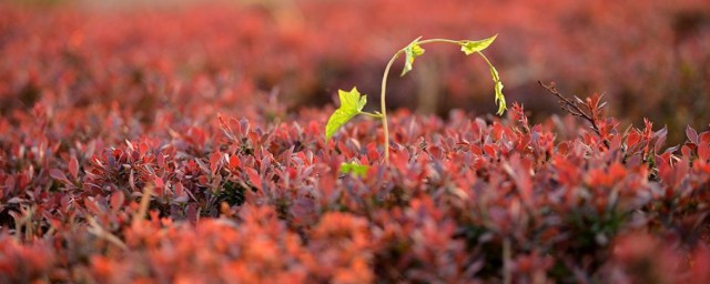 葳蕤读音是什么