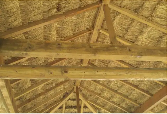 日不晒根,口不吞阳是什么意思