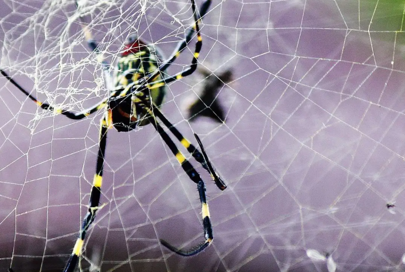 &ldquo;蛛丝马迹&rdquo;的&ldquo;马&rdquo;究竟指什么？