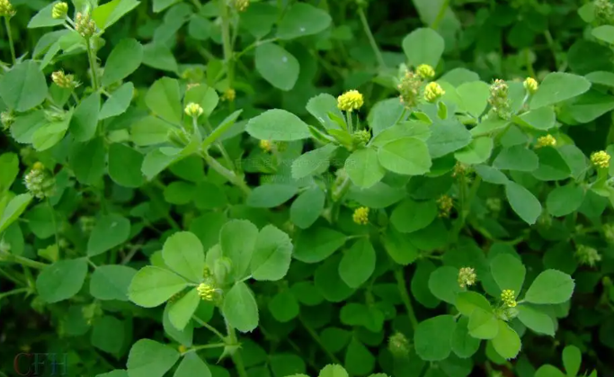 苜蓿读音是什么