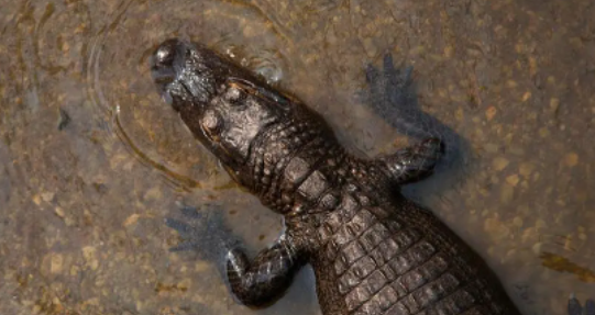 鳄鱼和牙签鸟是什么关系