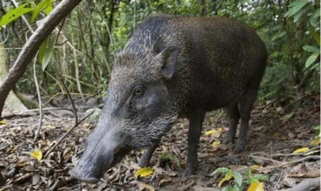 猪为什么是蟒蛇的天敌