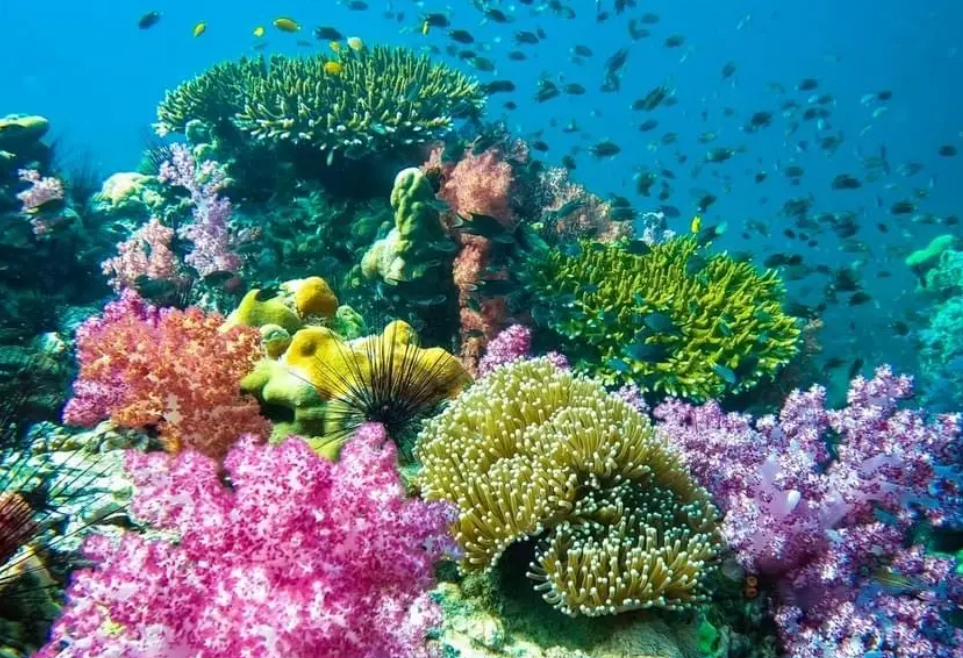 海底两万里第二章主要内容