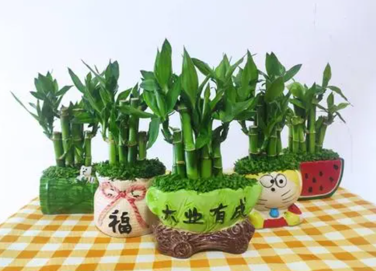 买富贵竹买几枝最好