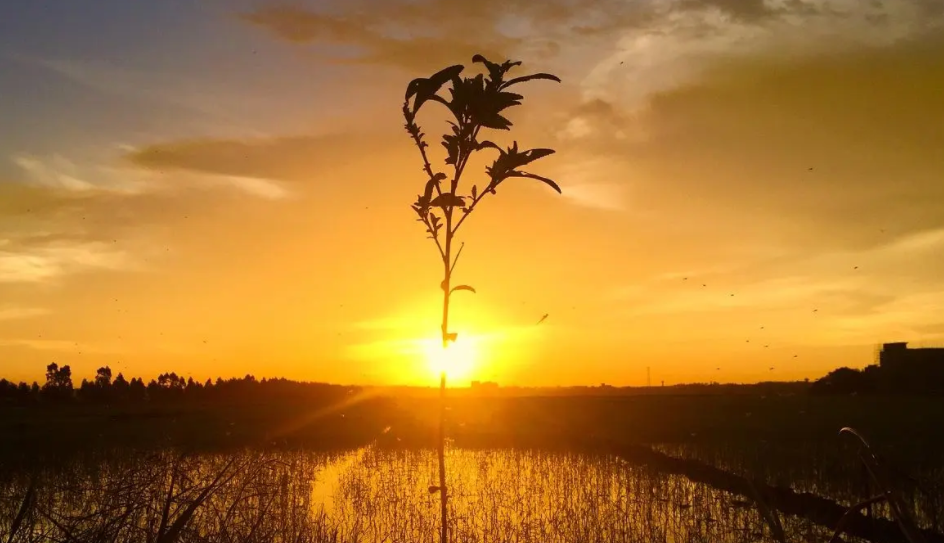 夕阳是早上还是晚上