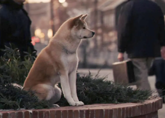 忠犬八公导演是谁