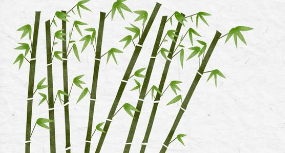 bamboo可数还是不可数名词