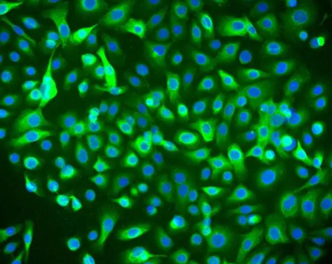 小球藻是真核还是原核