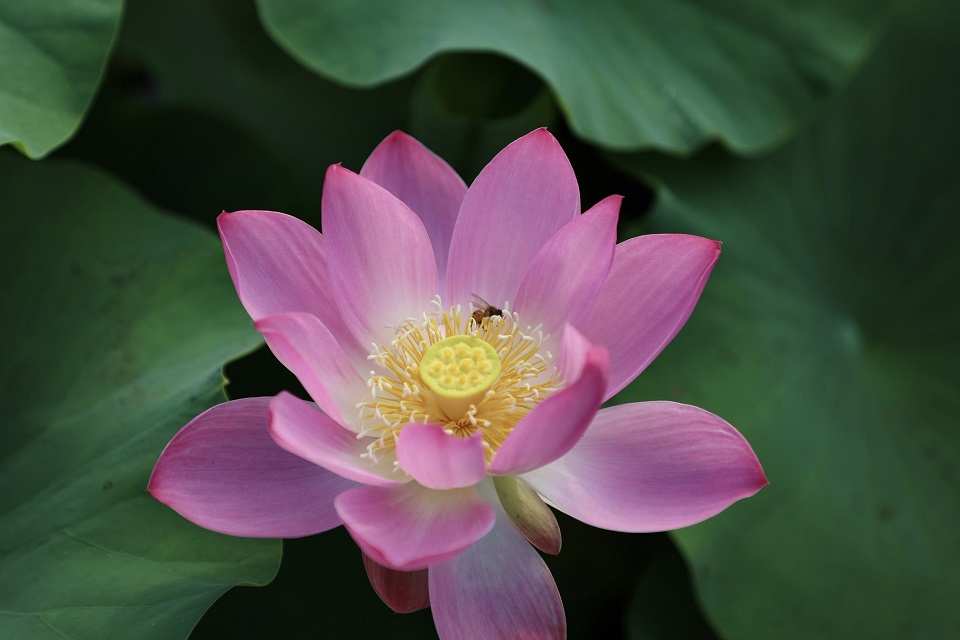 赠刘景文是什么季节