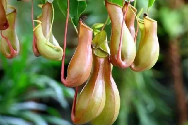 猪笼草是生产者还是消费者