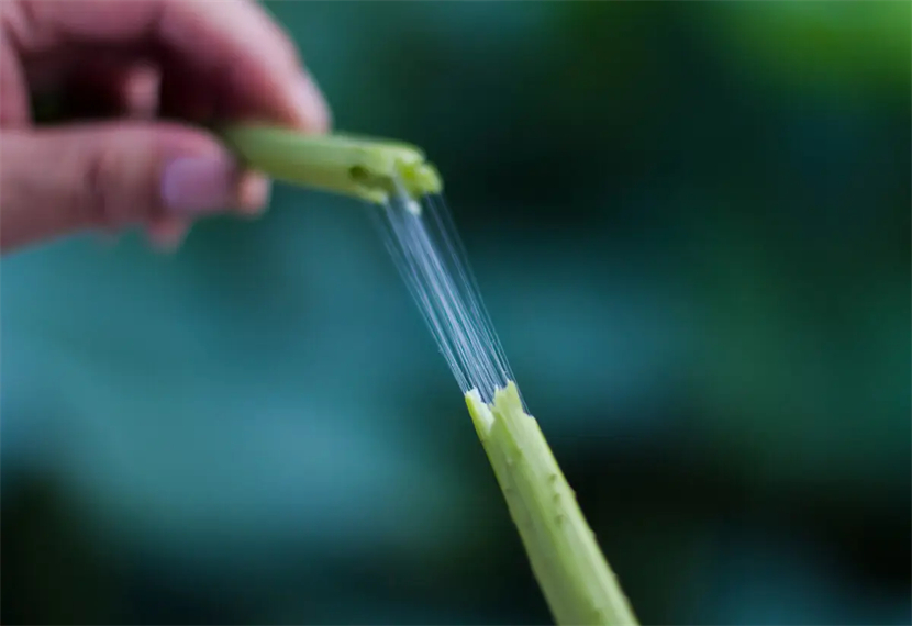 藕断丝连是什么意思