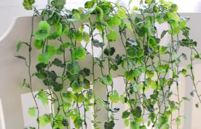 藤蔓的蔓读wan还是man