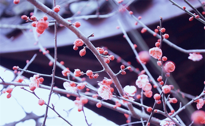 早梅李公明古诗翻译