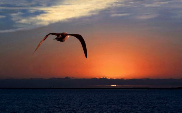 落霞与孤鹜齐飞这句诗出自哪篇文章