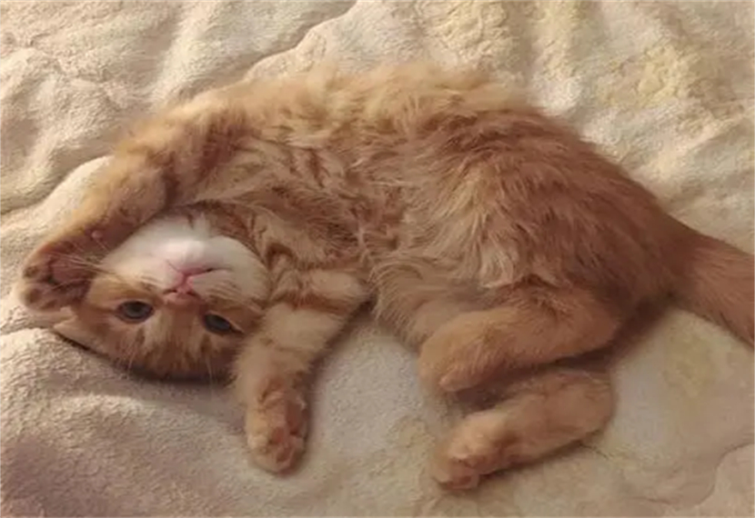 薛定谔的猫比喻什么