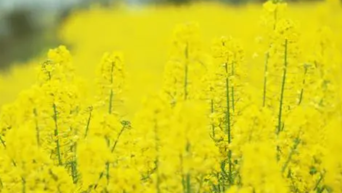 油菜花的作者是谁