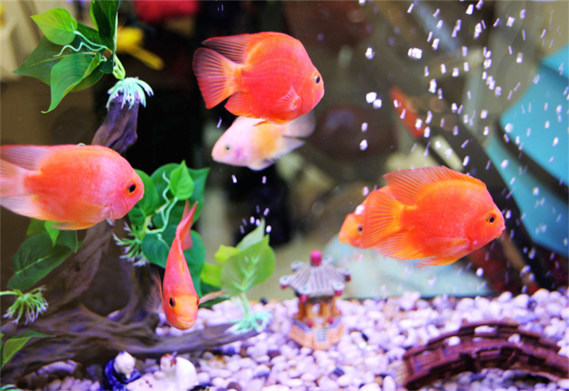 鱼的部首是什么