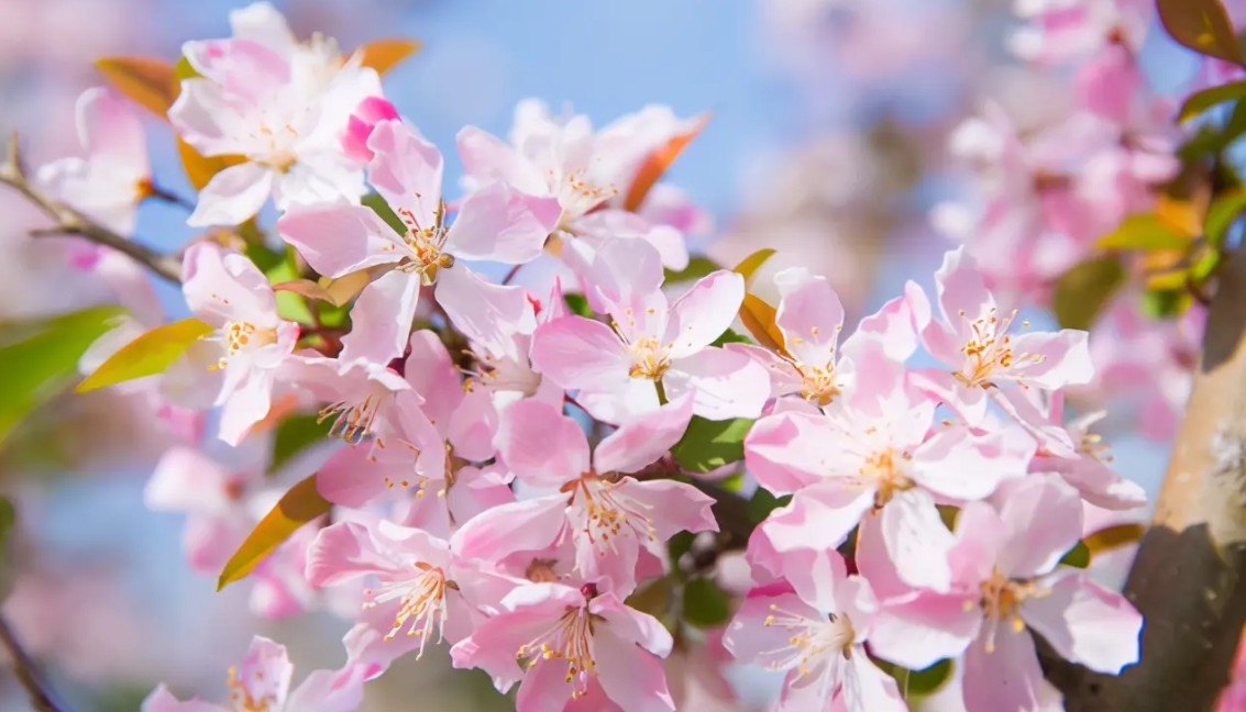红瘦是指什么花