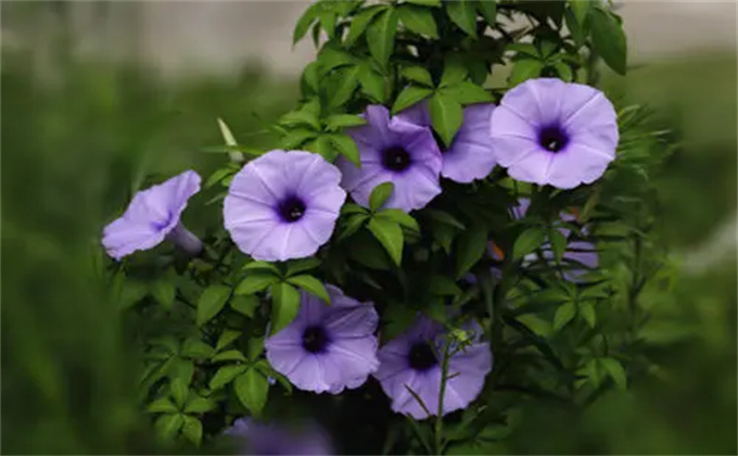植物来源的多糖指什么