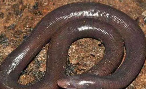 世界上最大的蚯蚓是在哪里发现的