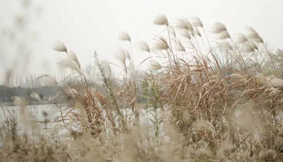 windy是什么意思