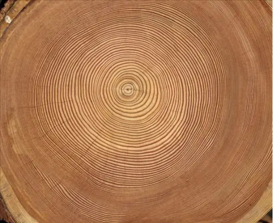 树的年轮较疏的一面向着哪个方向