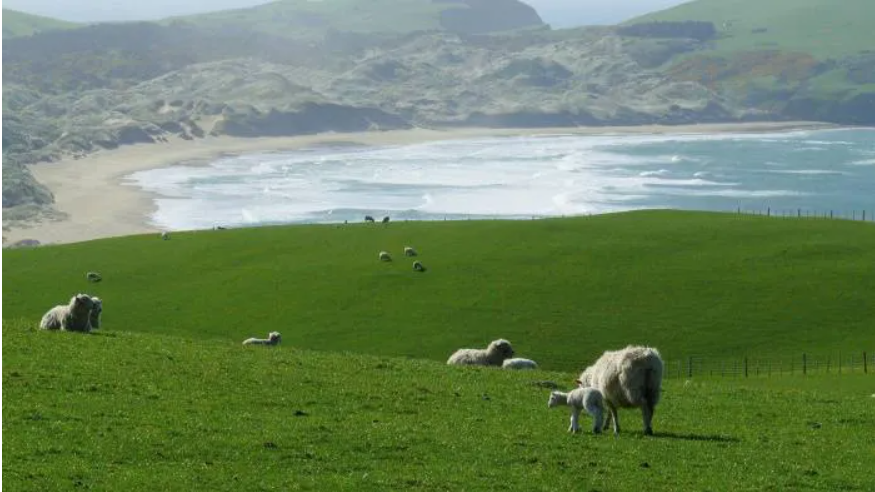 新西兰在哪个洲