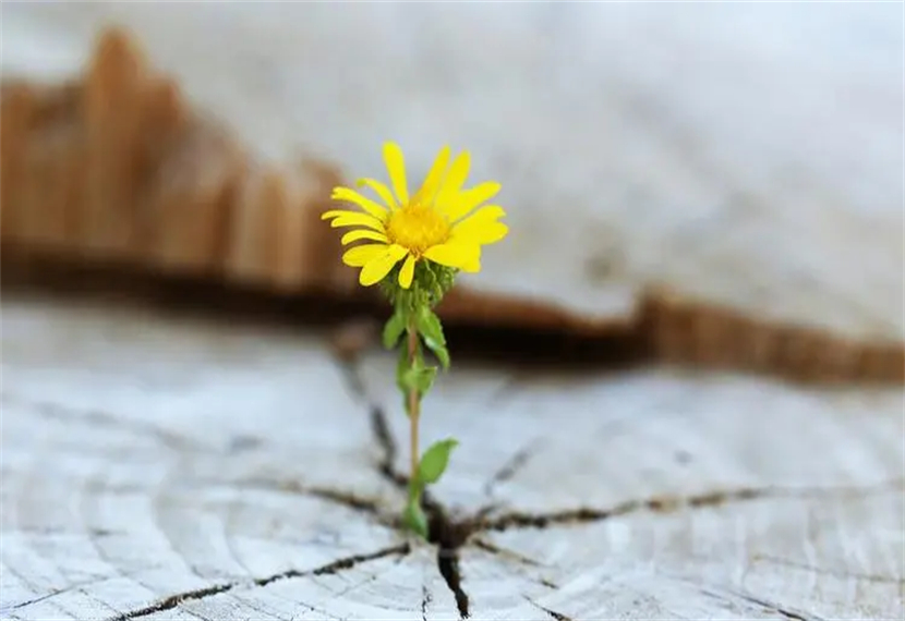 生命的意义是什么