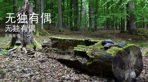 无独有偶是什么意思