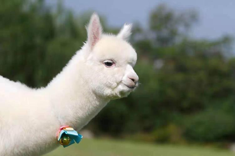 羊驼为什么叫草泥马